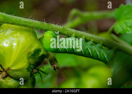 Spät instar Larven der Manduca sexta, der tabakkäfer (oft für eine Tomate hornworm Irre) auf eine Tomatenpflanze. Stockfoto