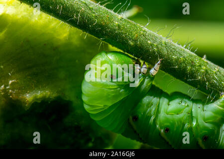 Spät instar Larven der Manduca sexta, der tabakkäfer (oft für eine Tomate hornworm Irre) auf eine Tomatenpflanze. Stockfoto