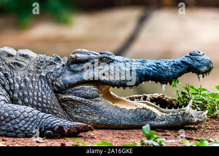 In der Nähe von Siam Krokodil (Crocodylus siamensis) in Thailand. Stockfoto