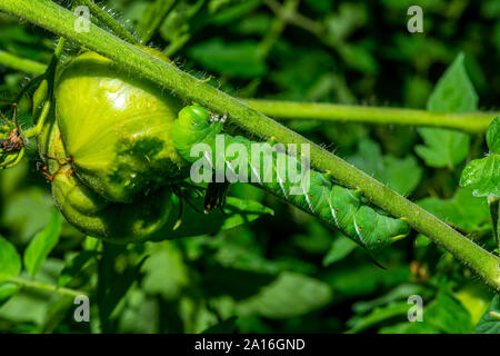 Spät instar Larven der Manduca sexta, der tabakkäfer (oft für eine Tomate hornworm Irre) auf eine Tomatenpflanze. Stockfoto