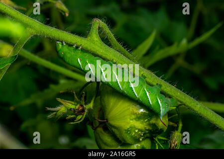 Spät instar Larven der Manduca sexta, der tabakkäfer (oft für eine Tomate hornworm Irre) auf eine Tomatenpflanze. Stockfoto