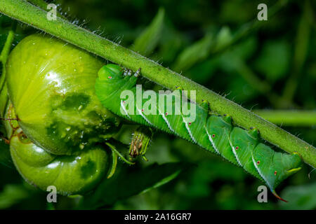 Spät instar Larven der Manduca sexta, der tabakkäfer (oft für eine Tomate hornworm Irre) auf eine Tomatenpflanze. Stockfoto