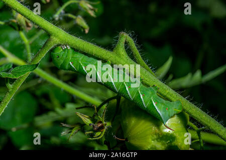 Spät instar Larven der Manduca sexta, der tabakkäfer (oft für eine Tomate hornworm Irre) auf eine Tomatenpflanze. Stockfoto