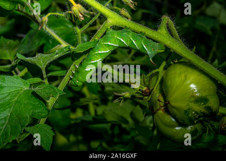 Spät instar Larven der Manduca sexta, der tabakkäfer (oft für eine Tomate hornworm Irre) auf eine Tomatenpflanze. Stockfoto