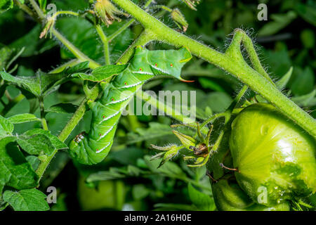 Spät instar Larven der Manduca sexta, der tabakkäfer (oft für eine Tomate hornworm Irre) auf eine Tomatenpflanze. Stockfoto