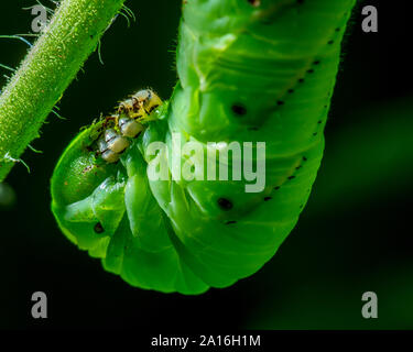 Spät instar Larven der Manduca sexta, der tabakkäfer (oft für eine Tomate hornworm Irre) auf eine Tomatenpflanze. Stockfoto