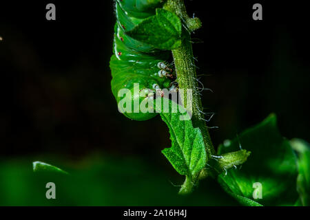 Spät instar Larven der Manduca sexta, der tabakkäfer (oft für eine Tomate hornworm Irre) auf eine Tomatenpflanze. Stockfoto