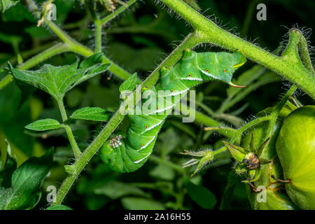 Spät instar Larven der Manduca sexta, der tabakkäfer (oft für eine Tomate hornworm Irre) auf eine Tomatenpflanze. Stockfoto