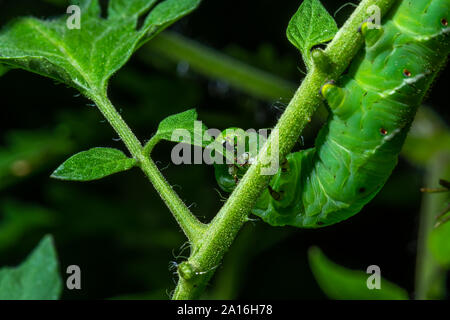 Spät instar Larven der Manduca sexta, der tabakkäfer (oft für eine Tomate hornworm Irre) auf eine Tomatenpflanze. Stockfoto