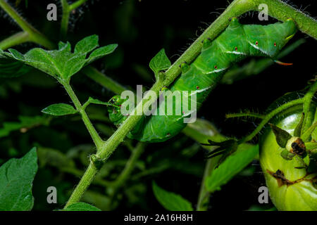 Spät instar Larven der Manduca sexta, der tabakkäfer (oft für eine Tomate hornworm Irre) auf eine Tomatenpflanze. Stockfoto