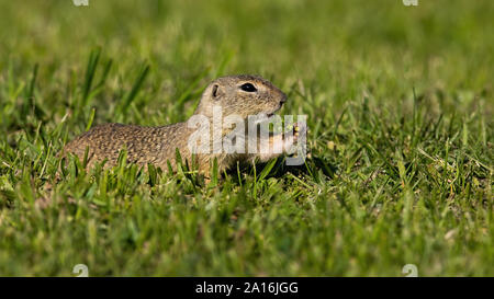 Europäische Erdhörnchen Fütterung mit Kraut auf der grünen Weide im Sommer Stockfoto