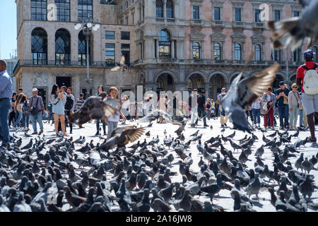 Mailand. Italien, Piazza Duomo, August 2019. Touristen füttern Tauben. Stockfoto