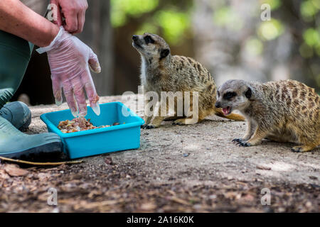 Die Hand einer Frau fertig, ein paar Erdmännchen oder erdmännchen (Suricata suricatta zu füttern) in einem Zoo Stockfoto