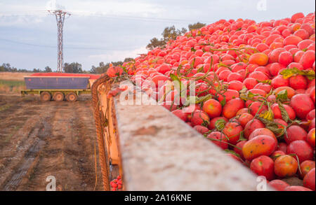 Gerade geladene Gondel Tank bei Tomate Feld geerntet. Lkw-Anhänger, der an der Unterseite Stockfoto