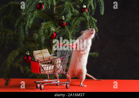 Frohes Neues Jahr 2020. Weihnachten Komposition mit einem echten Ratte, Symbol des Jahres. Eine Ratte in der Nähe eines Weihnachtsbaumes mit Spielzeug hält einen Trolley mit Geschenken nach Stockfoto