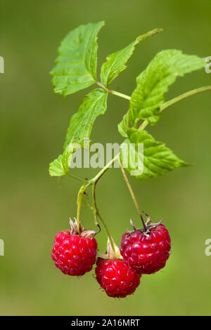 Niederlassung von Himbeeren mit frischen Beeren rot auf unscharfen Hintergrund Stockfoto