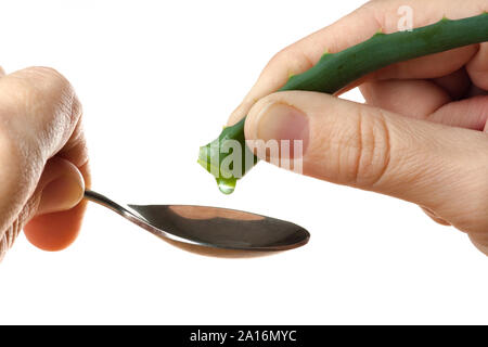 Hand zusammendrücken der Saft der Aloe vera in Löffel auf weißem Hintergrund Stockfoto