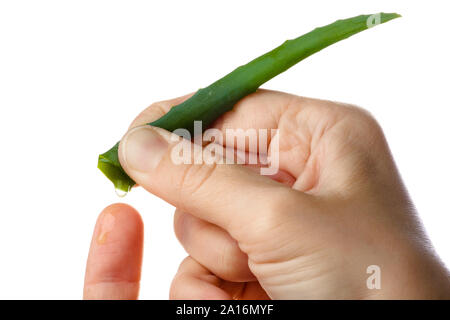 Hand zusammendrücken der Saft der Aloe Vera auf den Finger auf weißem Hintergrund Stockfoto