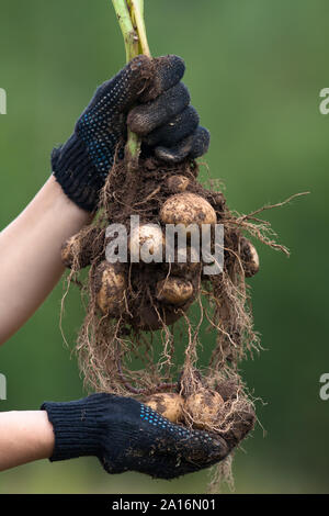 Frauen Hände in Handschuhe holding Graben bush Kartoffel auf unscharfen Hintergrund Stockfoto