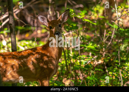 Weißwedelhirsche (Odocoileus virginianus) Rehkitz stehend in einem Wald. Stockfoto