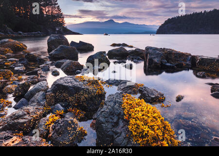 Felsigen Strand Sonnenuntergang entlang des Pacific North West Bowen Island in Howe Sound mit spektakulärem Blick auf den Leuchtturm alle direkt an der Küste von Vancouver BC Stockfoto