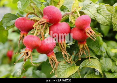 Rosa rugosa 'Alba'. Hüften der Roten Japanischen stieg im frühen Herbst. Großbritannien Stockfoto