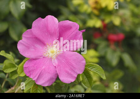 Rosa rugosa 'Alba'. Blüte und Hüften des Roten Japanischen stieg im frühen Herbst. Großbritannien Stockfoto