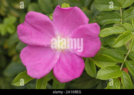 Rosa rugosa 'Alba'. Blüte der Roten japanischen Rose in einer Hecke im frühen Herbst. Großbritannien Stockfoto