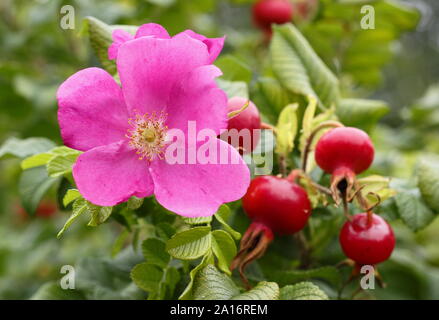 Rosa rugosa 'Alba'. Blüte und Hüften des Roten Japanischen stieg im frühen Herbst. Großbritannien Stockfoto