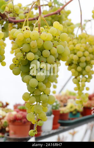 Vitis vinifera. Indoor Anbau von grünen Trauben in einer kleinen poly Tunnel in einem inländischen Yorkshire Garten im September. Großbritannien Stockfoto