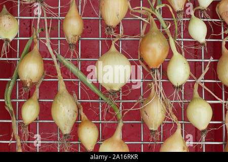 Zwiebeln trocknen oder aushärten (Allium cepa) - vor der Lagerung auf einem Gestell. VEREINIGTES KÖNIGREICH Stockfoto