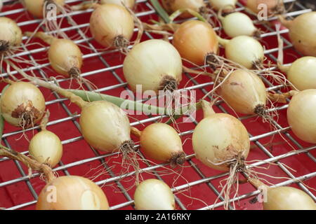 Zwiebeln trocknen oder aushärten (Allium cepa) - vor der Lagerung auf einem Gestell. VEREINIGTES KÖNIGREICH Stockfoto