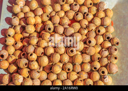 Holz Handwerk Perlen von Sandelholz Saatgut. Australien Bush Speisen, die von australischen Aborigines gegessen. Australische outback. Northern Territory, Australien. Stockfoto