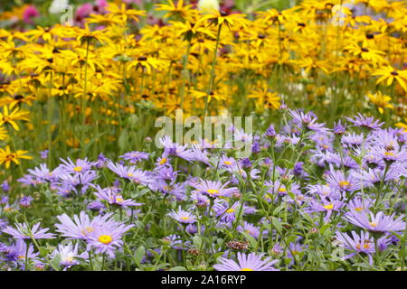 Anfang Herbst garten Grenze - Driften von Aster frikartii 'Monch', Rudbeckia fulgida 'Goldsturm' und Echinacea purpurea 'Magnus' in einer britischen Garten Stockfoto