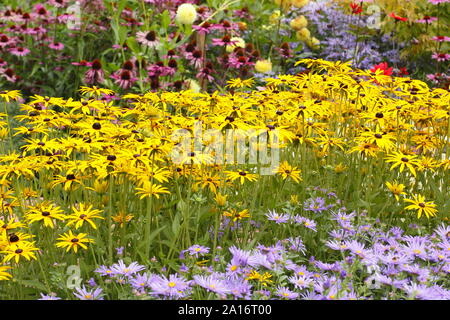 Anfang Herbst garten Grenze - Driften von Aster frikartii 'Monch', Rudbeckia fulgida 'Goldsturm' und Echinacea purpurea 'Magnus' in einer britischen Garten Stockfoto