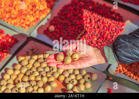 Die Hand von der Frau hält einen Sandelholz Samen, ein Australien bush Speisen, die von australischen Aborigines gegessen. Northern Territory. Unterschiedliche und farbenfrohe Bush Samen Stockfoto