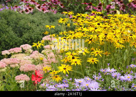 Anfang Herbst Garten border-Aster frikartii 'Monch', Rudbeckia fulgida 'Goldsturm', Sedum 'Herbst Freude' und Echinacea purpurea 'Magnus' in Großbritannien Garten Stockfoto