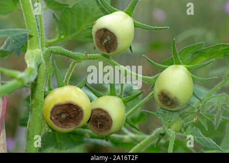 Blütenendenfäule, Kalzium Mangel Symptome auf einem Glashaus angebaute Tomaten Var. Roma, Berkshire, Juli Stockfoto