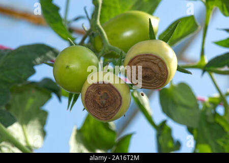 Blütenendenfäule, Kalzium Mangel Symptome auf einem Glashaus angebaute Tomaten Var. Roma, Berkshire, September Stockfoto