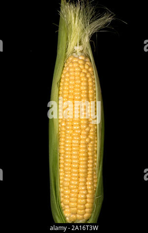 Teilweise ausgesetzt Kernel auf eine reife Maiskolben von Mais (Zea mays) in einem Gemüsegarten, Berkshire, September angebaut, Stockfoto