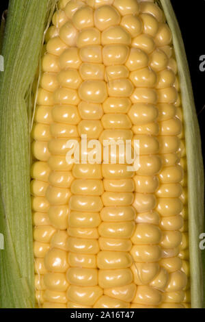 Teilweise ausgesetzt Kernel auf eine reife Maiskolben von Mais (Zea mays) in einem Gemüsegarten, Berkshire, September angebaut, Stockfoto