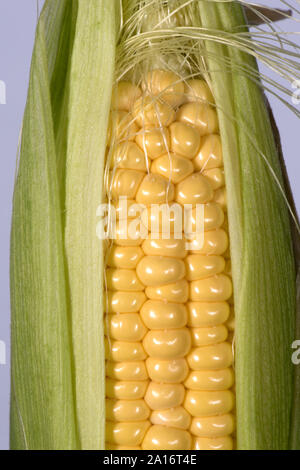 Teilweise ausgesetzt Kernel auf eine reife Maiskolben von Mais (Zea mays) in einem Gemüsegarten, Berkshire, September angebaut, Stockfoto