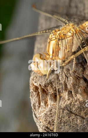 Libelle, der Landstreicher darter (Sympetrum vulgatum) ist ein Europäischer, Dragonfly, und es wahrscheinlich ist, aufgenommen zu werden, da es sehr auf die Co-ähnlich ist. Stockfoto