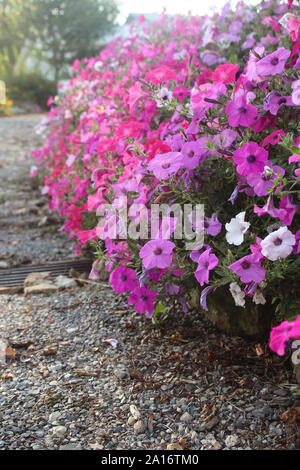 Pink Wave Petunien in voller Blüte im Sommer Stockfoto