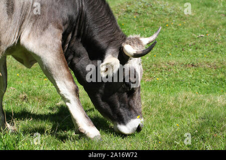 Nahaufnahme der Kuh Beweidung auf die Wiese, Gras essen Stockfoto