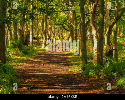 Pfad durch schattige Wälder an Skipwith gemeinsame National Nature Reserve, North Yorkshire, England, an einem sonnigen Morgen Stockfoto