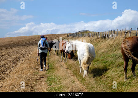 Ansicht der Rückseite Frau hinter einer Gruppe von Pferden auf der South Downs Way weg von Alfriston zu Southease Abschnitt in East Sussex England UK KATHY DEWITT Stockfoto