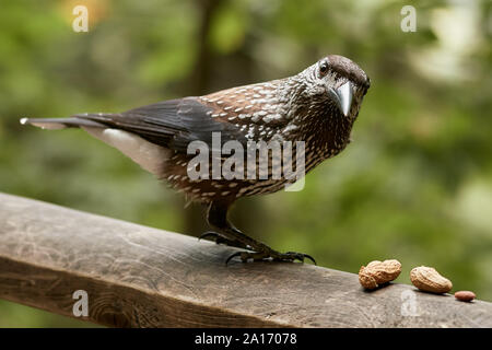 Eurasischer Nussknacker (Nucifraga caryocatactes) Vogel auf einem Holzgeländer, der Erdnüsse isst Stockfoto