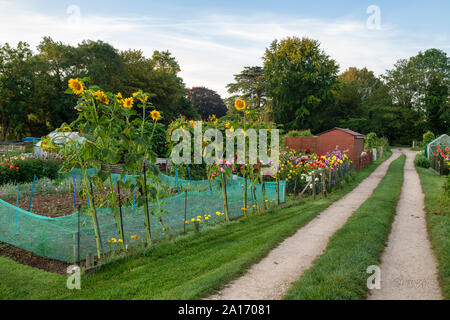 Sonnenblumen und Dahlien wachsen in einem cotswold Zuteilung. Bourton auf dem Wasser, Cotswolds, Gloucestershire, England Stockfoto