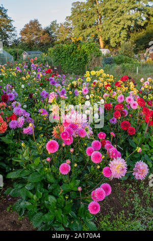 Dahlien wachsen in einem cotswold Zuteilung. Bourton auf dem Wasser, Cotswolds, Gloucestershire, England Stockfoto